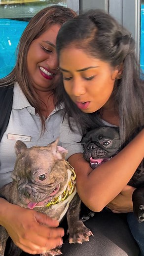 🦋❤️🦋 The BB PUG CARLIN & The BB FRENCH BULLDOG Cuddle time with the Cuties Miss Pooja & Kelina 😍🥰 👉🏼👉🏼 3 Vaccins done at Vetmania Grand Bay 24/7 🔺🔺Zoomania Mauritius: Your PETS Shop.. INFO • Kelina ☎️ 5941 6976 !! #WeAreOneTeam #zoomaniamauritiuspetshop #pugsofinstagram #pug #puglove #frenchieworld #frenchiepuppies #frenchiebaby #frenchbulldog | Zoomania Mauritius
