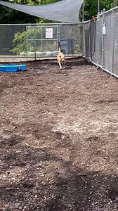 142 reactions · 76 shares | I got the zoomies!  Read all about...