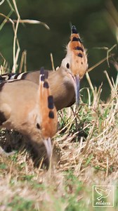Eurasian hoopoes (Upupa epops) adult and a juvenile search for food, probing the grass for larvae, pupae, and insects. Young birds learn essential survival skills by closely following experienced adults, especially during the late breeding season. The Eurasian hoopoe is widely distributed across much of Europe, particularly in warmer and open landscapes. The species breeds in countries such as Spain, Italy, Romania, Bulgaria, Greece, Hungary, and southern France, preferring meadows, orchards, pa