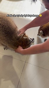 Cherry Pet Coffee: Gấu Mèo & Cà Phê Thú Cưng