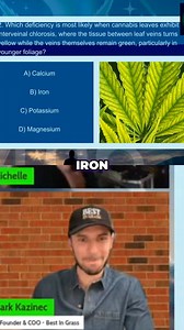 Unlock the secrets to thriving cannabis! Join us as we reveal the answer to nutrient lockout and iron deficiencies. Learn from viewer guesses and expert insights to optimize your grow. Don't miss out! #CannabisGrowing #NutrientLockout #IronDeficiency #GrowingTips #CannabisCommunity #GardeningSecrets #PlantHealth #GrowYourOwn #CannabisQuiz #ExpertAdvice | The 406 Budcast