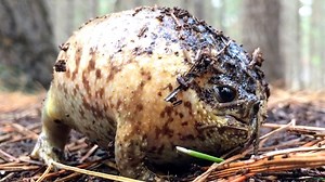 2.6K views · 17 reactions | Sound on ☑️ This screaming frog is simply hilarious  | Storytrender | Facebook
