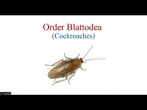 Order Blattodea