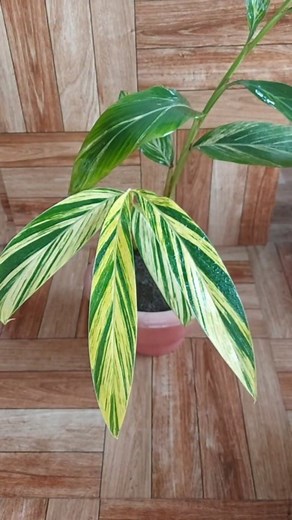 How to move Shell Ginger Plant from Grow Bag to Pot. #repotting #shellginger #plantsofinstagram | Flower lovers