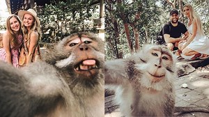 Monyet di Indonesia Emang Jago Selfie, Kali ini Monyet Ubud Bisa Ajak Turis Swafoto