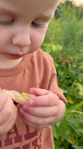 259K views · 33K reactions | Eating groundcherry for the first time | CookingwithSammy | Facebook