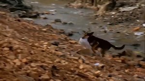 Pistruiatul (1973) | Filme Vechi