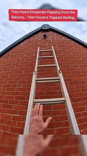 They Heard Desperate Flapping From the Balcony… Then Found a Trapped Starling #rescue #bird #starling #viral #fyp