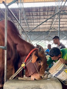 7M views · 28K reactions | Gigantic RCC bull feeding | Sadeeq Agro ....