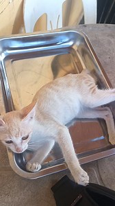 9.8K views · 809 reactions | Wala kaming lechon Pero may pusa藍 #fypシ゚viralシ #mommyjenvlogs #influencer #fypシ゚viral #fypシ゚ #fyppage #contentcreator #catlover #cat #catlife | Mommy Jen Vlogs | Facebook