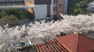 3.4K views · 1K reactions | #Pusan Maritime College Campus with full Cherry  Little Cloudy.. | Learn Korean with KoreanBoy | Facebook