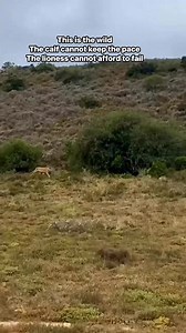 In the wild every hunt is an energy calculation. An adult antelope offers more meat but demands more risk. A calf offers less- yet costs less to secure. No effort is wasted when survival is at stake. Let us plan your safari experience to different destinations in Kenya and Tanzania Book a safari today For safari inquiries: Contact Discovery Outdoors Kenya Call/WhatsApp ☎️( 254) 790 2020 93📧 discoveryoutdoors3@gmail.com. #kenyansafaripackages #masaimaranationalpark #serengeti #africansafari #ken