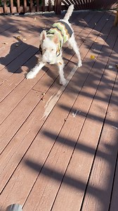 WIRE FOX TERRIER RESCUE MIDWEST on Reels