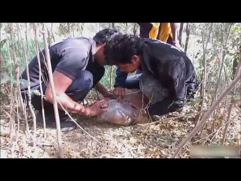 【感動】動物たちを救い出せ！奇跡の救出劇！！【勇敢】