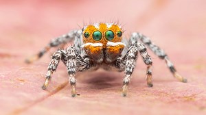 Endearing orange-faced peacock spider looks like 'Nemo' (and dances)