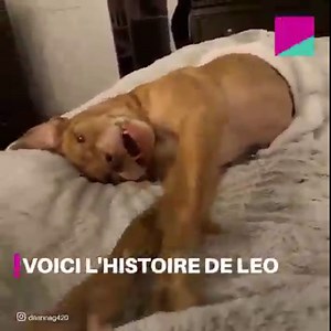 32K views · 2.8K reactions | Personne ne voulait adopter ce chien à cause de son âge, jusqu'à ce que la famille parfaite entre dans sa vie. | Social | Facebook