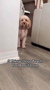 I’m not crying, you’re crying… 😭❤️ #dogsofttiktok #doglove #dogs #Love #lunatheminicockapoo | Luna Cockapoo