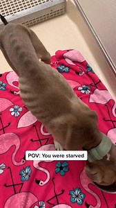 3.4K views · 78 reactions | Duncan update ❤️ #dog #dogs #puppy #adopted #shelter #fyp #rescue #happy | Judith Coleman | Facebook