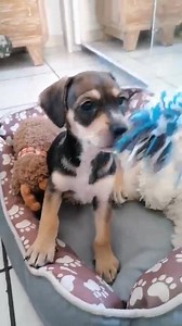 💖🥰💖🥰💖NOVA 💖🥰💖🥰💖 Notre tite mignonette à adopter Fera environ 12kgs adulte Elle est à la Réunion mais adoptable en métropole Nous contacter en mp svp | Association "Vivre Libre"