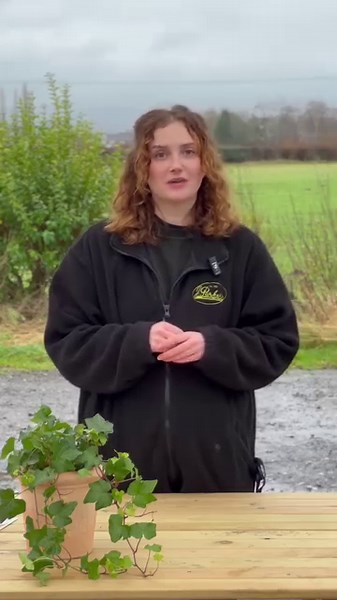 Struggling with wet soil? Plant these! 💧 Depending on where you live, these Winters have been much wetter than we'd typically expect, and it's started to take a toll on our gardens. With so much rainfall, you might be wondering just what you can plant to survive (and thrie) in such wet conditons, so we've asked Hannah for her recommendatons. ➡️ Hosta ➡️ Astilbe ➡️ Lily of the Valley ➡️ Calla Lilies ➡️ Forget-me-not ➡️ Marsh Marigold ➡️ Salix What's the soil like in your garden? 🤔 | J.Parker’s