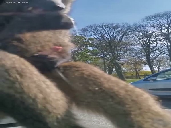 Monkey cums for girls