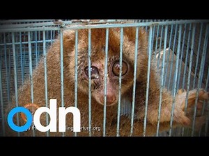 Campaign launched to stop slow loris pet trade