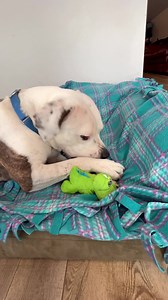 TK opening presents is the cutest thing ever!😂🫶🏻🐾💙 #tinytoys #TeamTK | Team TK