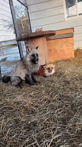 22K views · 819 reactions | #Petfoxes #foxfriends #ohio | Janet Hughes | Facebook