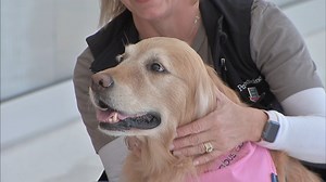 Therapy dogs visit breast cancer patients at Penn Presbyterian Medical Center