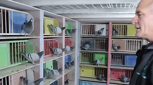 13 reactions | SAVE THE DATE FEPA LIVE AT PERTH AMBOY RACING PIGEON CLUB, NEW JERSEY, USA FRIDAY DECEMBER 8 For more information visit www.FeathersElitePigeonAuctions.com | Feathers Elite Pigeon Auctions | Facebook