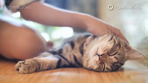 13K views · 282 reactions | Karena kucing, pasangan ini bercerai | TomoNews Indonesia | Facebook