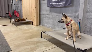 242 reactions | Mocha and Chili working together on their place commands, being a distraction for each other. Nice job girls! #masondixonk9 #boardandtrain #mdk9boarding #mdk9training #localdogtrainer #rescuedog #adoptme #marylanddogtrainer #balancedtrainer #mdk9 | Mason Dixon K9 | Facebook