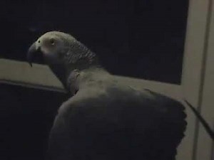 Ruby The Swearing Parrot X Rated Ruby 11