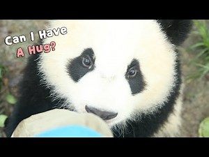 Qi Yi Clings to Nanny's Leg With 'Begging' Eyes Saying 'Playing With Me' | iPanda