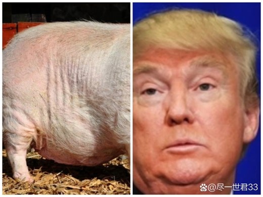 孩子们，我有点分不清猪和特朗普总统了，你们能帮帮我吗