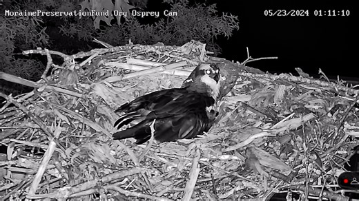 24K views · 241 reactions | The pair at the Moraine Osprey nest continue to face challenges. The female was attacked again by a great horned owls last night. She appears to be okay. We are still waiting on the PIP of one of the eggs. Watch the Moraine Osprey Nest Live here: https://pixcams.com/moraine-osprey-cam/ #osprey #nestcam #livestream | PixCams | Facebook