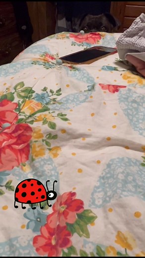 Who needs a bug whacker when ya can have a Brutus! #boxerdog #wigglebutt #boxer #ladybug #GetEm | Soul Shine