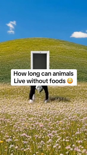 How Long Animals Can Survive Without Food