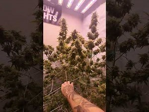 Week#8 Flower - bud Swell & hardening phase - (WestCoast Cannabis Grow Room)