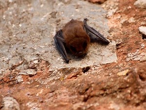Bat Tests Positive For Rabies In DuPage County