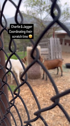 Saturdays at the scratch station 😝 #encinitaslife #sanctuarylife #lovegoats #goatlife | Fortuna Ranch Farm Sanctuary
