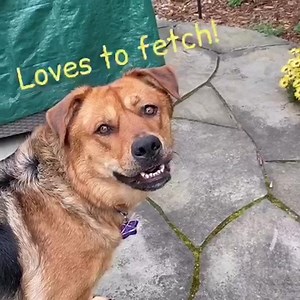 🐾ADOPTED🐾 Missy is a gem! To add her to your famly fill out an app today www.rocketdogrescue.org/adopt | Rocket Dog Rescue