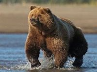 Who Can Defeat a 1,000 Pound Brown Bear? | Domain Of The Bears