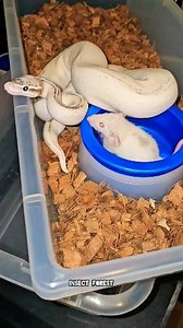 304K views · 3.2K reactions | White Python Eating White Mouse #PYTHON #mouse #wildlife #insects #snake #rat | Insect Forest | Facebook
