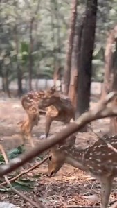 You can find this beauty only at the Dhaka Residential Model College campus. ✨ 🎥 Samiul Islam. | DRMC Version