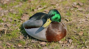 Resting Mallard Duck Natural Habitat Peaceful Stock Footage Video (100% Royalty-free) 3856617879 | Shutterstock