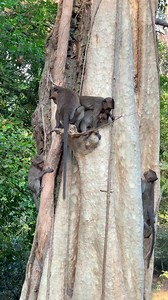 So happy to see #monkey #pet | TV70 | Facebook