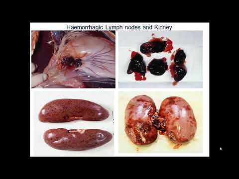 Dr. Chris Oura - African Swine Fever – a real and present global threat