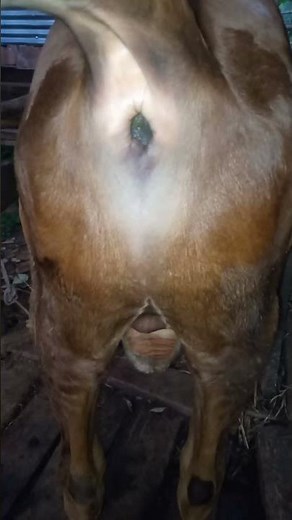 Cow Pooping video #cow #pooping #cowmanure #animals #poop #cowpoop #farming #pooptroop #cowwaste #bu