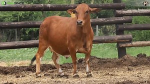 34 reactions · 18 shares | Gerben Borane proudly presents Lot 20 | BG...